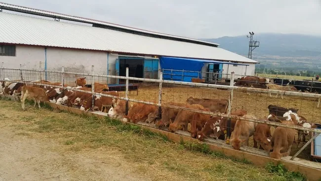 90-milyonluk-vurgunda-dikkat-ceken-detay-paralarla-bakin-ne-yapmislar-1624874131601.jpg İstanbul’da araç satma vaadiyle 90 milyonluk vurgun yapıp Tokat’ta çiftlik kurdular - 3