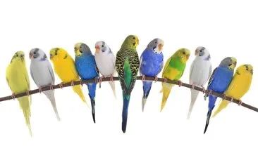 Muhabbet Kuşu Çeşitleri ve Türleri: En İyi Ve En Çok Konuşan Muhabbet Kuşu Türü Hangisidir?