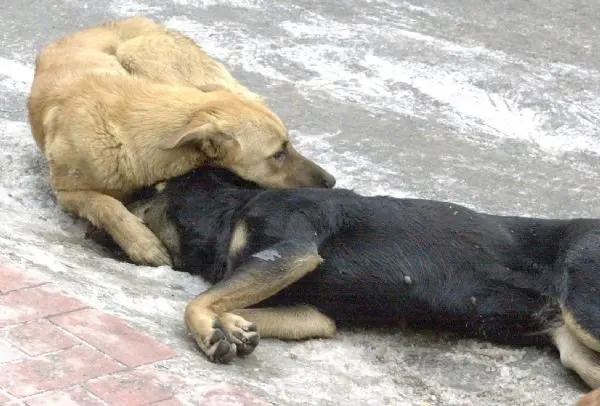 Antalya’da 2 köpek daha zehirlendi
