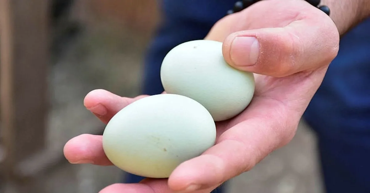 ruyada yumurta gormek ne anlama gelir son dakika haberler