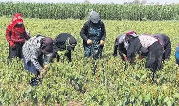 Barajlar boşaldı tarlalar susuz kaldı #bolu