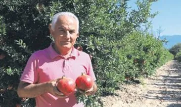 Hicaz narında hasat zamanı