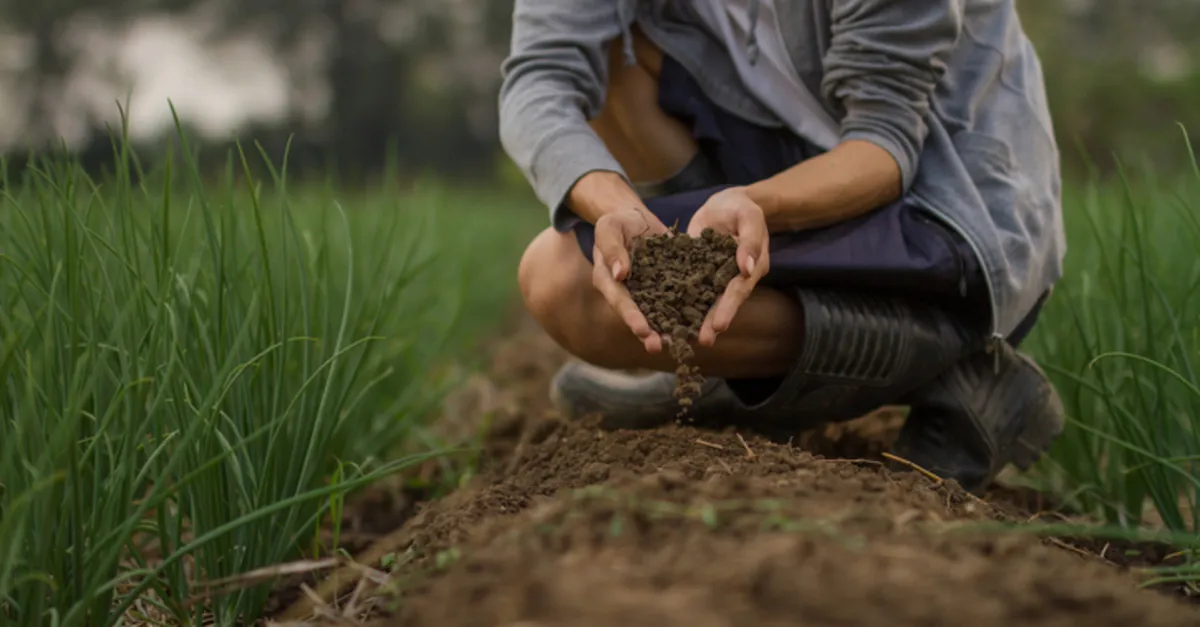 Moren Nedir? Moren Toprak Nerede Görülür ve Özellikleri Neler?