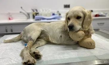 Samsun’da, patileri kesilen yavru köpek hayati tehlikeyi atlattı