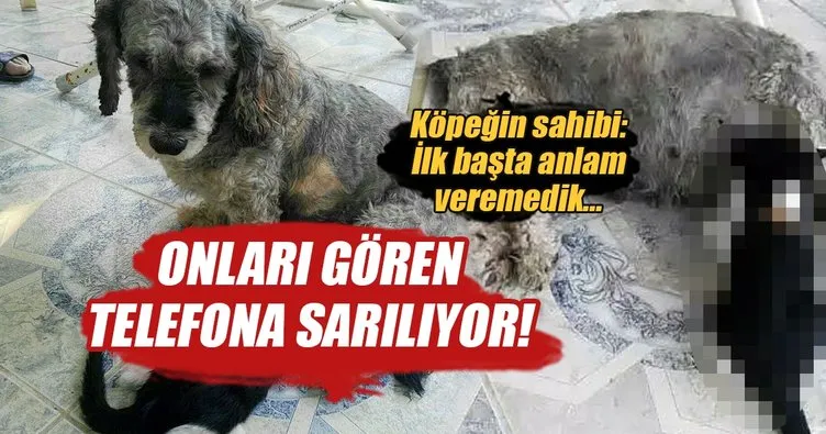 Köpek, yavru kediyi emziriyor