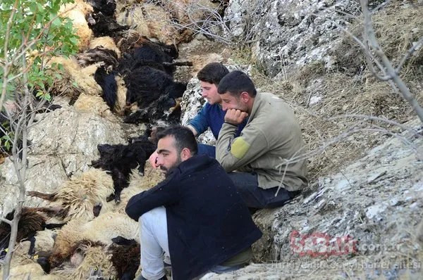 Bitlis’te uçurumdan düşen 315 koyun telef oldu