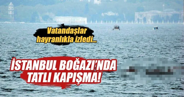 İstanbul Boğazı’nda Yunusların martılarla balık kapma yarışı