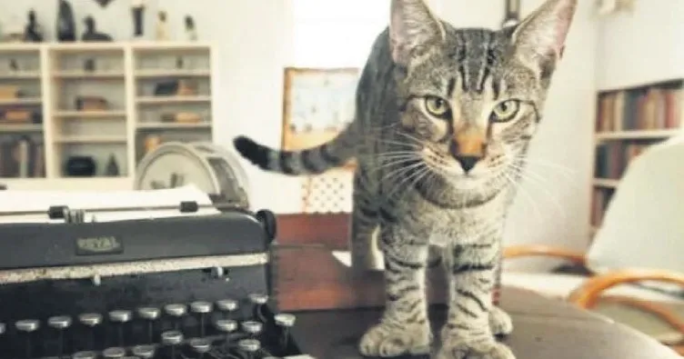 Mırıltı fabrikası olarak kediler