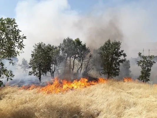 Diyarbakır’da ağaçlık alanda yangın, 300 dönümlük alan kül oldu