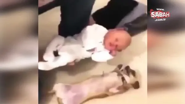 Sevimli köpeğin izleyenleri şaşkına çeviren bebek sevinci kamerada!