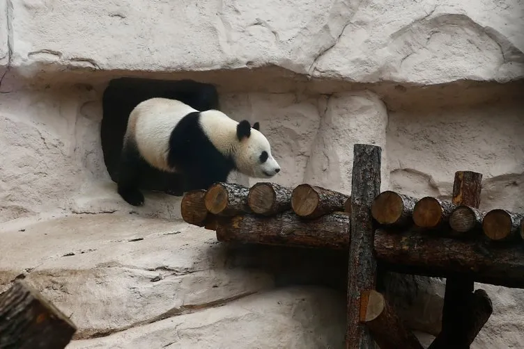 Moskova’daki hayvanat bahçesinde 2 pandanın doğum günü kutlandı