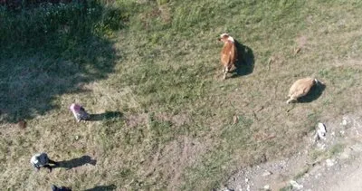 Kaybolan büyükbaş hayvanlar dronla bulundu #kutahya
