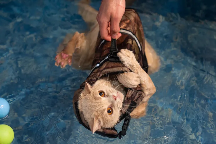 Obez kedi Ekmek pilates ve yüzme ile zayıflıyor: Normal kilosunun iki katı!