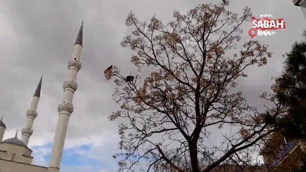 Kediyle karganın ağaç üstünde güldüren kavgası kameralara yansıdı | Video