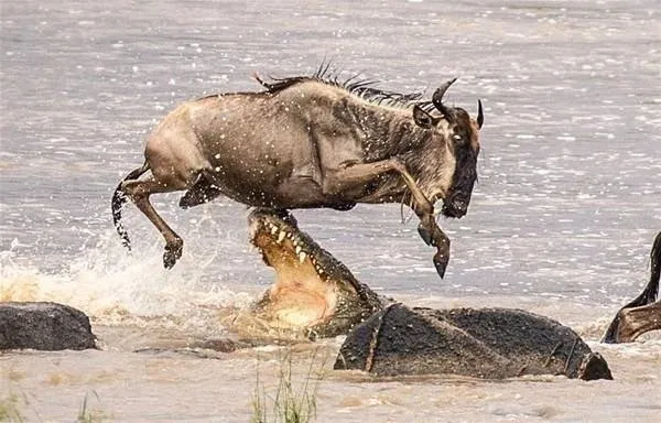 Fotoğraflarla doğanın vahşi yüzü