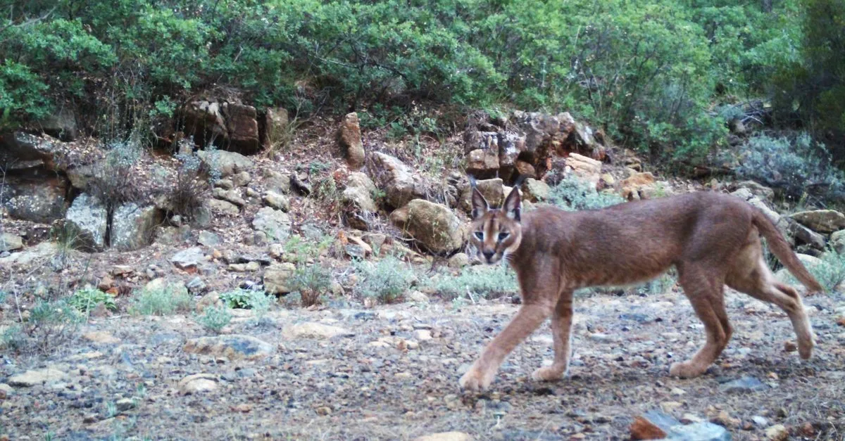 dunyada bir ilk iki vahsi kedi bir arada yasiyor son dakika haberler