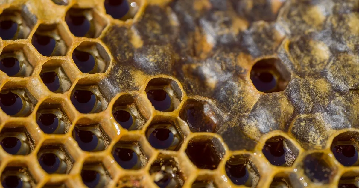 propolis nedir nasil kullanilir