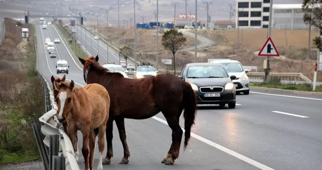 Başıboş atlar en işlek saate trafiği aksattı