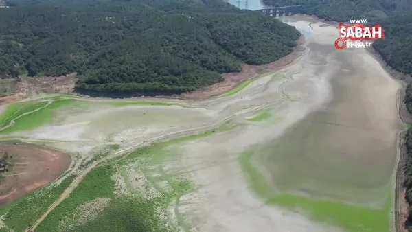 Alibeyköy Barajı'nda sular çekildi, yeşile dönen alan mandalara kaldı | Video