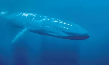 Mavi balina talimatı