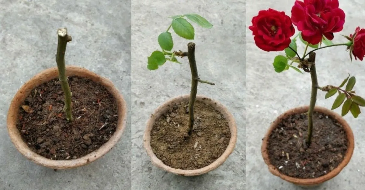 Gul Nasil Cogaltilir Saksida Gul Bakimi Nasil Yapilir Saglik Haberleri Gul Nasil Cogaltilir Saksida Gul Bakimi Nasil Yapilir Saglik Haberleri