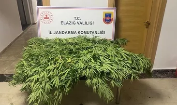 Elazığ’da kenevir eken şüpheli yakalandı
