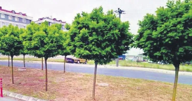 Ağaç katliamı yapan belediyeden vahim cevap: Dekora uymadı kestik