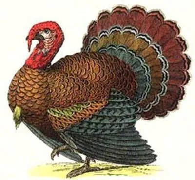 hindiye nicin turkey deniliyor