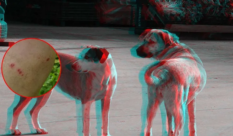 Sokak köpekleri dehşeti yaşattı: Hüsnü Kabataş bacaklarından yaralandı!