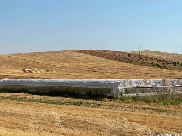harran-ovasinda-seracilik-buyuyor-ciftcinin-yuzu-sera-ile-guluyor-1783776243162.jpg