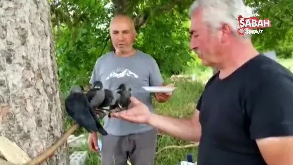 Erzincan'da evcilleşen kargalar beldenin maskotu oldu