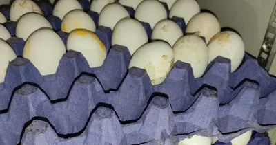Şanlıurfa’da pastada böcek ve güve çıktı: 4 işletmeye 189 bin TL ceza #sanliurfa