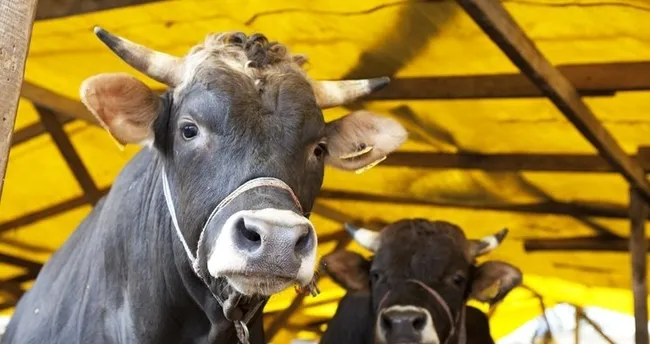 2020 kurban bayrami ne zaman hangi