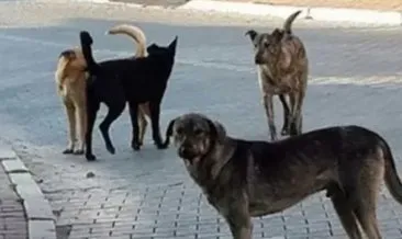 Şanlıurfa’da işe giden bir kişi köpeklerin saldırısına uğradı #sanliurfa