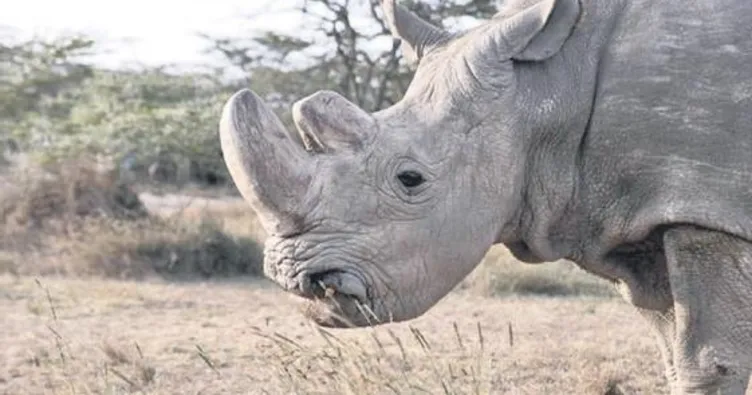 Son erkek kuzey beyaz gergedanı öldü