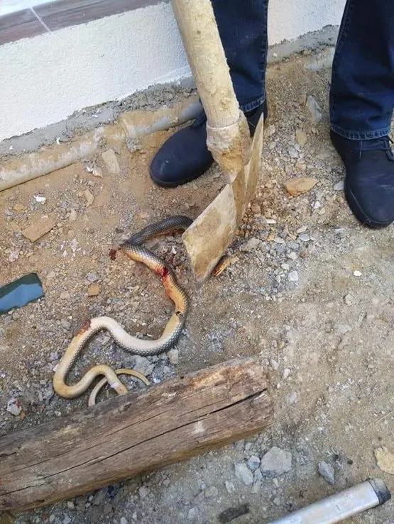 vahset goruntulerini yilanla dans