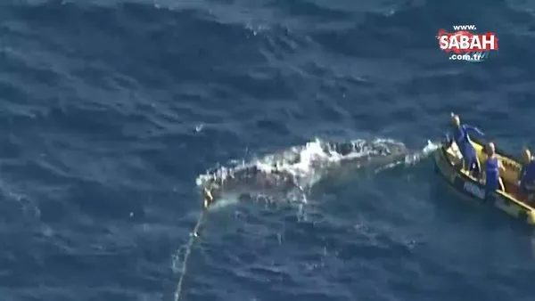 Kambur balina köpek balığı ağlarından böyle kurtarıldı