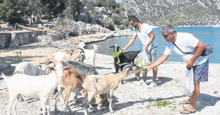 Aşırlı Adası’nın sahipleri keçiler