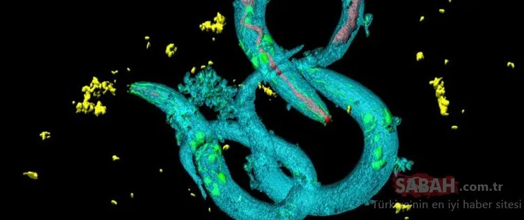 46 bin yıl sonra uykusundan uyandırdılar! Dünya bu görüntülere akıl sır erdiremedi…