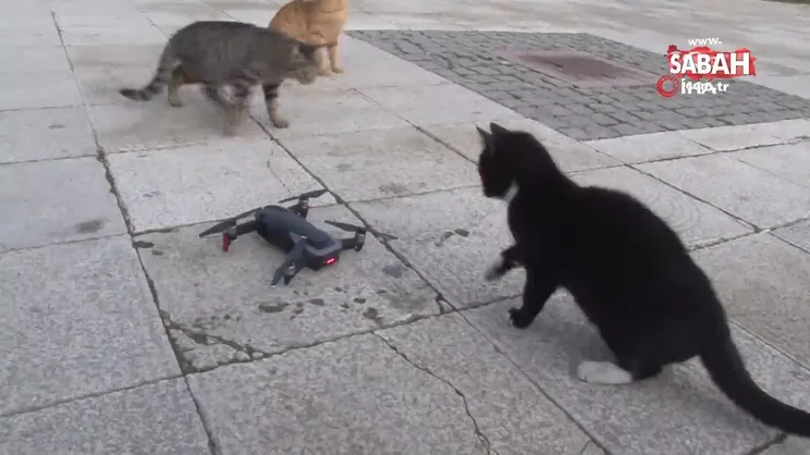 Drone gören kedi gülümsetti | Video