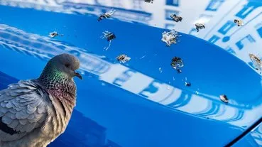 Güvercinler arabanıza bu yüzden pisliyormuş! Bilim insanları açıkladı: “Sanılanın aksine tek sebebi…”