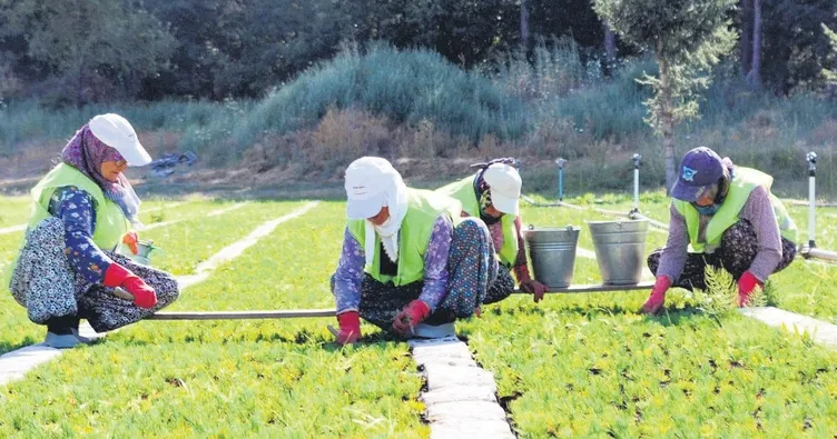 6 yılda 280 milyon fidan dikildi