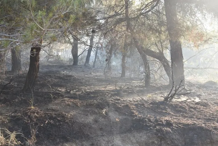 Gelibolu’daki orman yangını 15,5 saat sonra kontrol altında