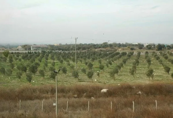 bozulan-maden-sahalarina-10-milyon-fidan-dikildi-zeytin-agaclarindan-binlerce-litre-zeytinyagi-elde-edildi-1608109725310.jpg