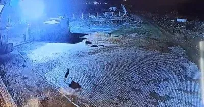 Aç kalan kurt sürüsü bekçi köpeğini parçaladı, o anlar güvenlik kamerasına yansıdı #gumushane