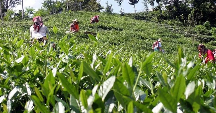 Yaş çay üreticileri 30 Nisan’a kadar Rize’ye gelebilecek