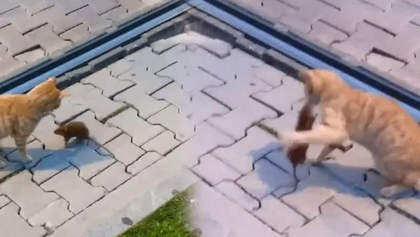 Antalya'da peşine takılan kediyi yumruklayarak döven fare kamerada | Video