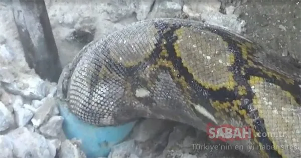 Sıkışan dev pitonu böyle kurtardılar!