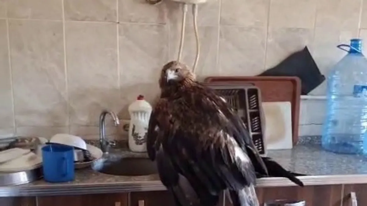 Sivas’ta dev kartalı misafir etti: ‘Kartalcık kartalcık’ diye seslendiği anları kayıt altına aldı! Sivas’ta dev kartalı misafir etti: ‘Kartalcık kartalcık’ diye seslendiği anları kayıt altına aldı!