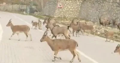 Afrika değil, Tunceli #tunceli